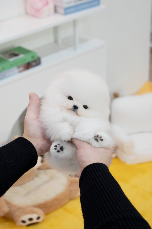 Pomeranian Boy- Arien