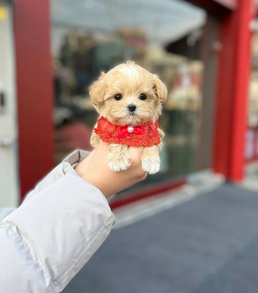 Maltipoo - Bany