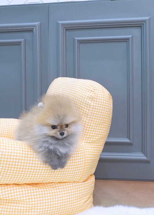 Pomeranian- Tiffany