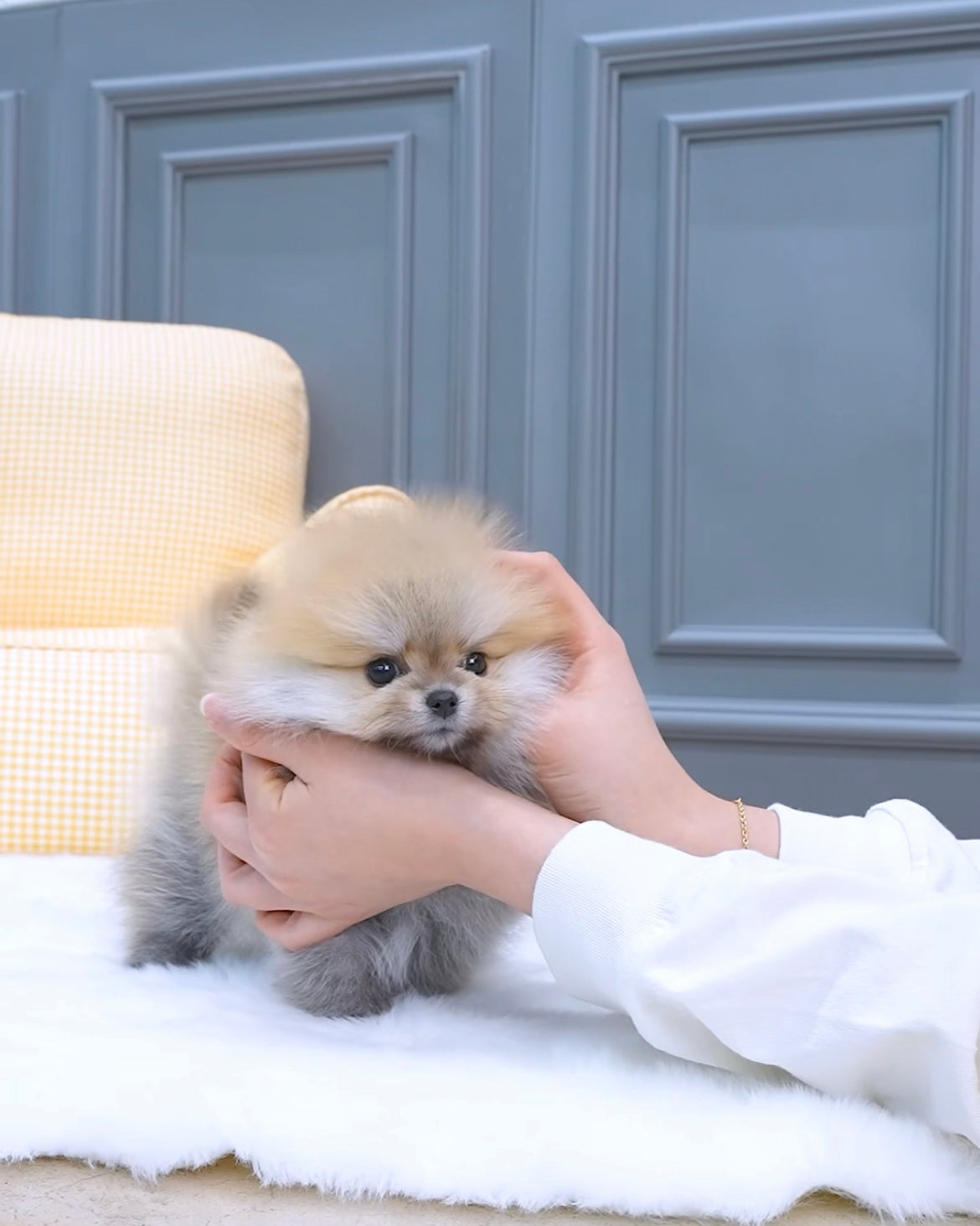 Pomeranian- Tiffany