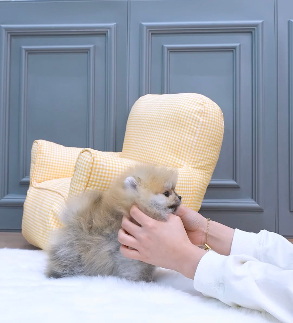 Pomeranian- Tiffany
